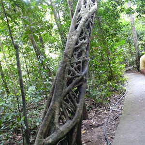 Marrdja Boardwalk