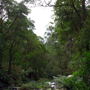 Stevensons Falls