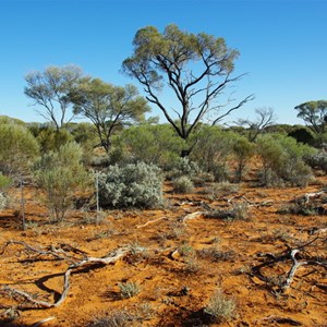 Vegetation Monitoring Area