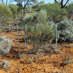 Vegetation Monitoring Area