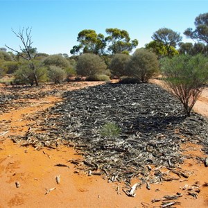 Remains of Old Sandalwood Camp