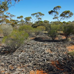 Remains of Old Sandalwood Camp