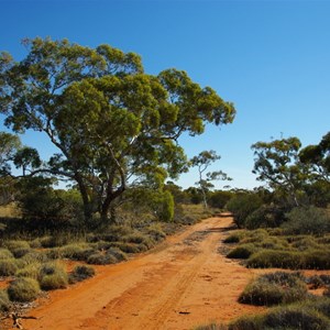 First Marble Gums in Plumridge Lakes Reserve