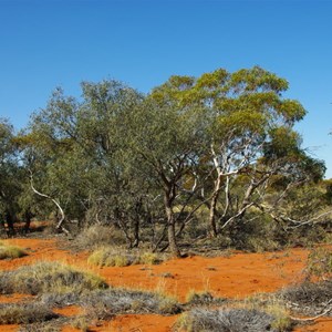 Sandalwood Trees