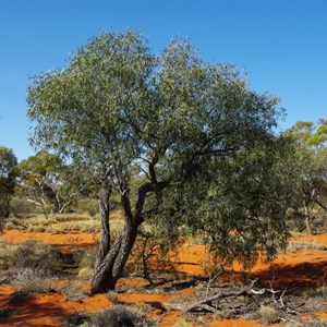 Sandalwood Trees