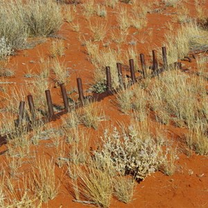 Remains of Old Sandalwood Rake