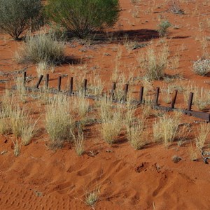 Remains of Old Sandalwood Rake