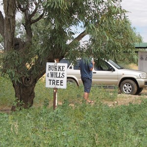 Burke and Wills Tree