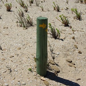 Track Marker and Midden