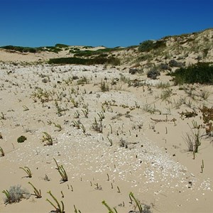 Aboriginal Midden