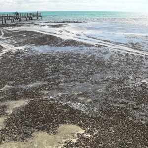 Stromatolites