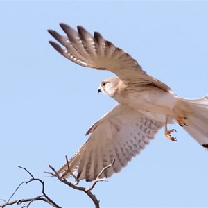 Brown Falcon