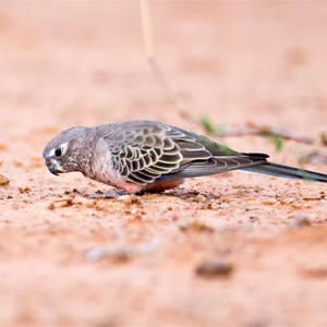 Bourkes Parrot