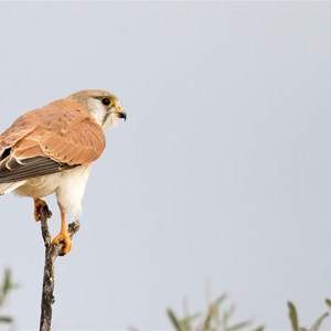 Brown Falcon 2