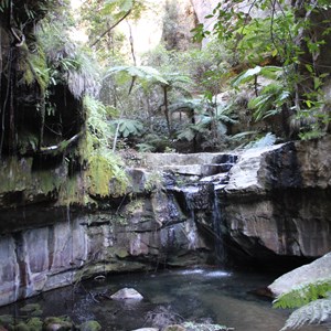 Moss Garden Carnarvon Gorge