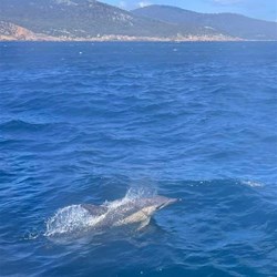 Dolphins followed the boat