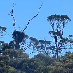 White Bellied Sea Eagle nest