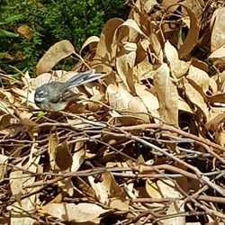 Grey Fantail