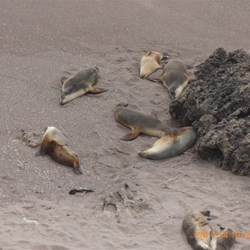 Seals enjoying the burst of sunshine