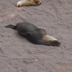 Who does this remind you off - rolling around in the sun?