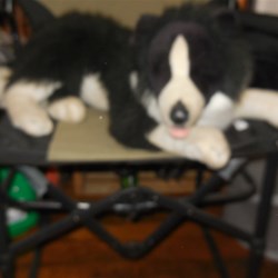 Not a real sheep dog