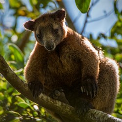 Lumholtz's Tree Kangaroo