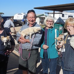 Mia GALE; Basil HORNE; Belle McKINLAY - three gorgeous doggies who own BTs and allow their humans to drive them around