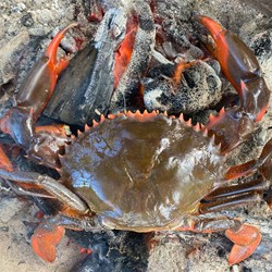Crabs