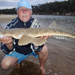 Fish in Warrell Creek.