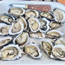 Oysters!