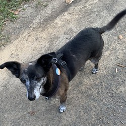 Jack the BOG dog!!