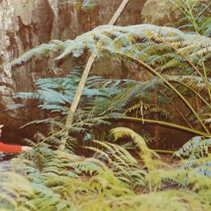 King Fern, Carnarvon Gorge