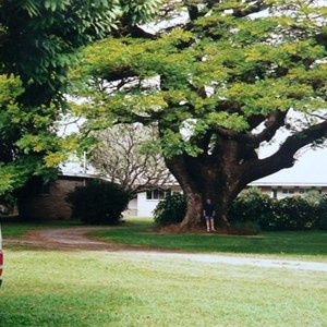 big tree near Ingham