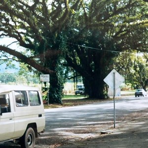 beautiful trees in Mossman, 2002