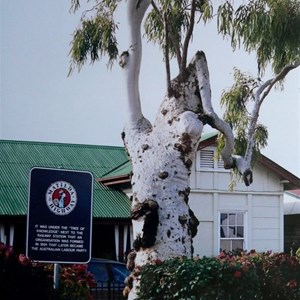 Tree of Knowledge, Barcaldine