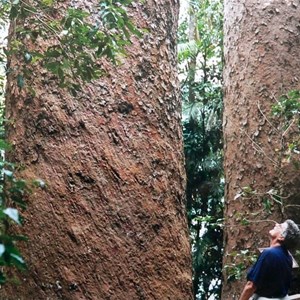 giant Kaurri pines