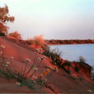 Flowers and red dunes at Coongie Lake