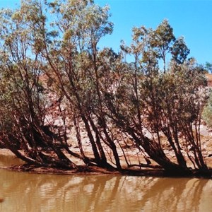 ti trees all lean downstream from the force of floodwaters