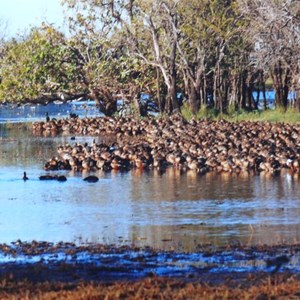 Whistling Ducks at Parry's lagoon