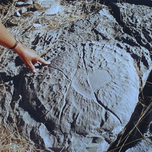Fossilised stromatalite
