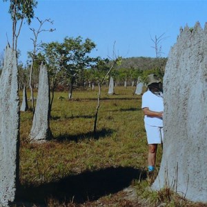"Magnetic" termite mounds