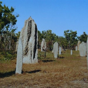 Both types of termite mounds together
