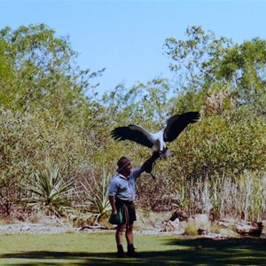 Sea Eagle with handler