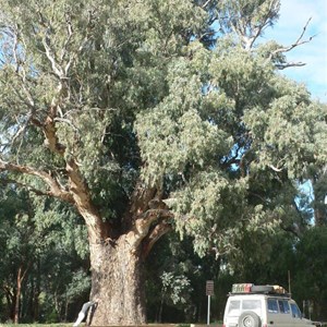 River Red Gum, Orroroo