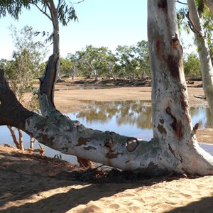 River Red Gums line Rocky Pool east of Carnarvon, WA