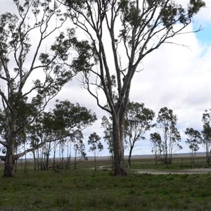 River Red Gums at Lake Albacutya, Vic