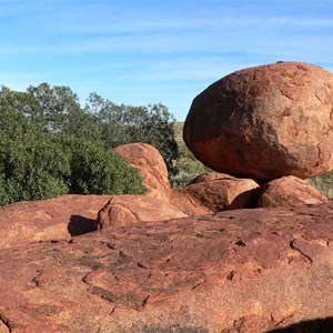Glossy green rock figs grow among the boulders