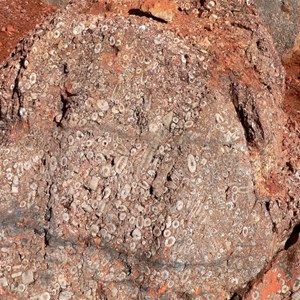 Rocks loaded with fossils