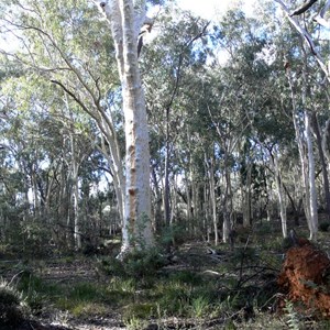 Scribbly gums