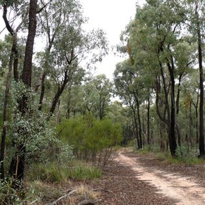 A walk along an old logging track